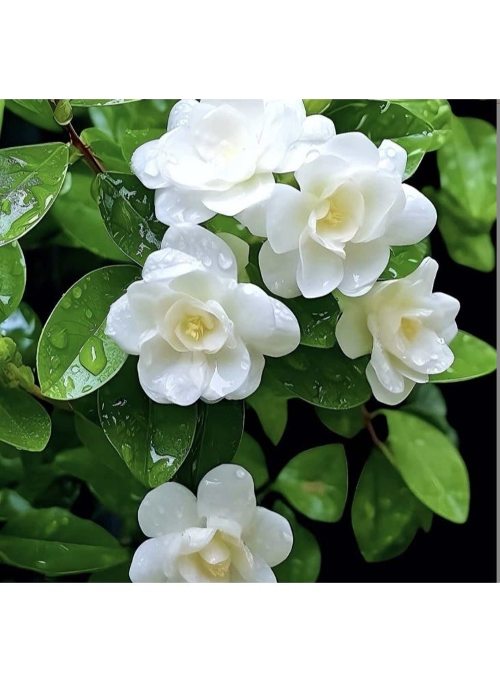 OASIS-TH 50 PCS Double-Flowered White Jasmine Seed Suitable For Planting Balcony Garden - Image 2